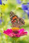 Painted Lady on zinnia-Marion County-Illinois Art Print